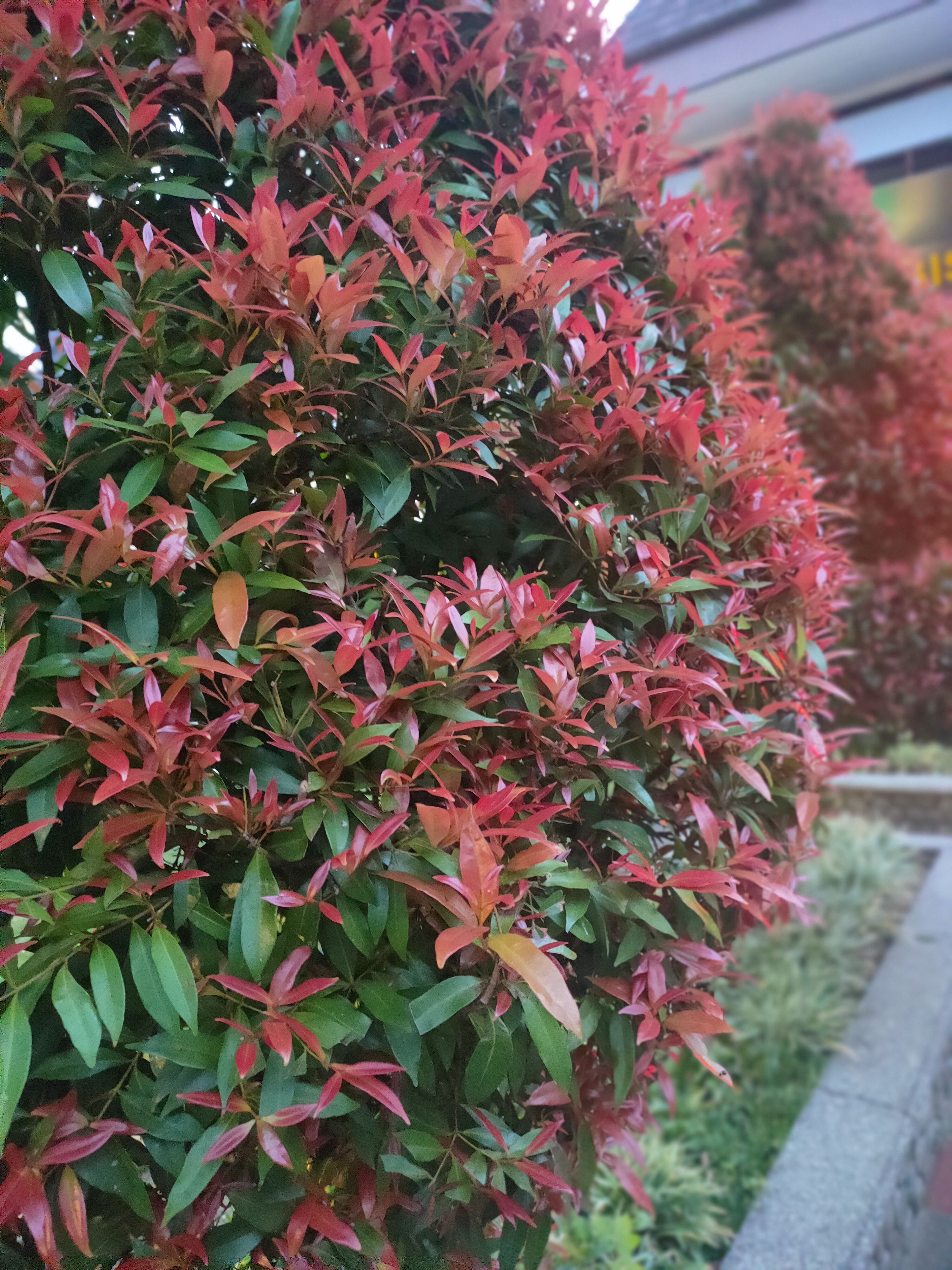 img_0.18386454324761417