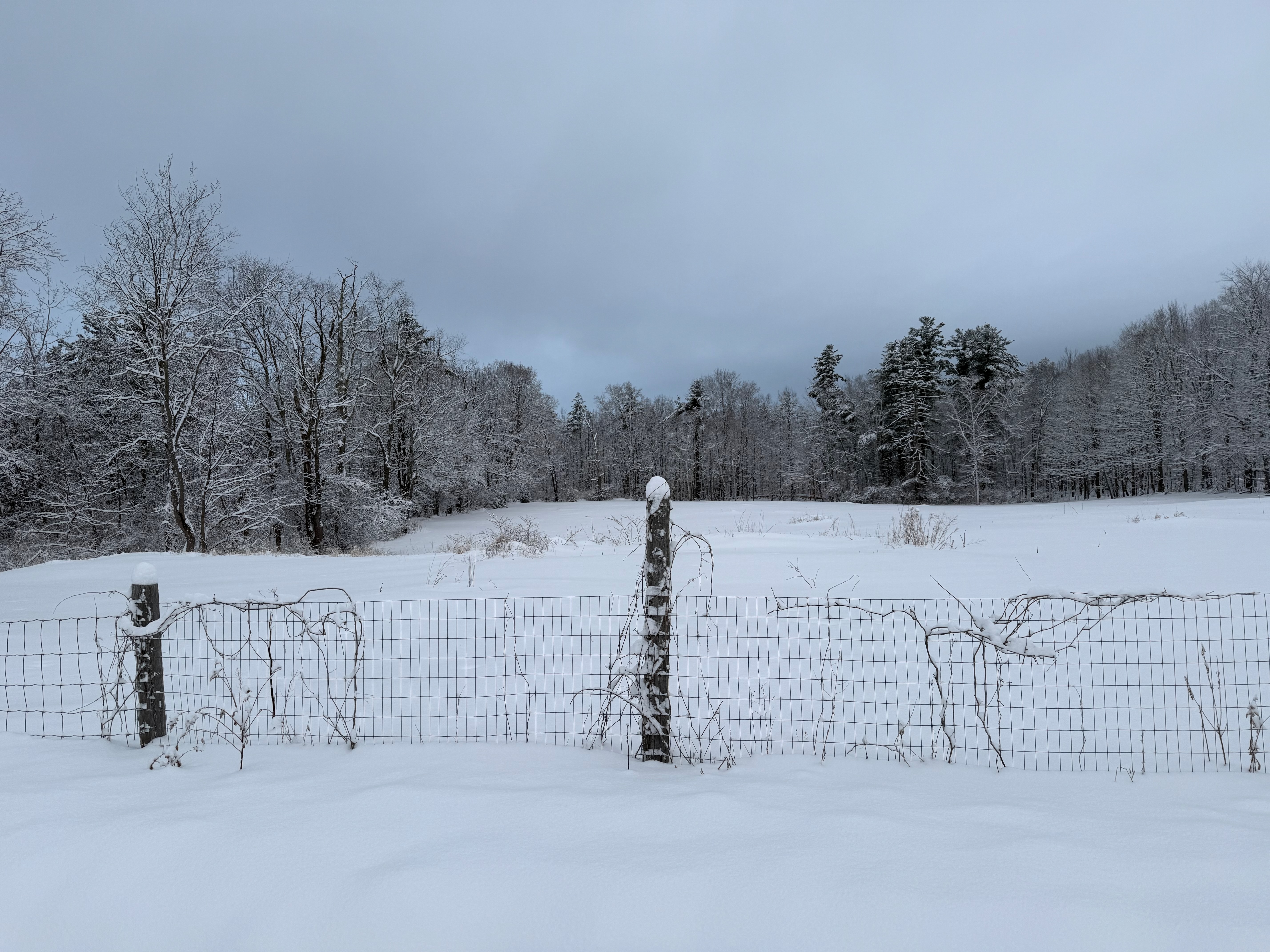 Field
