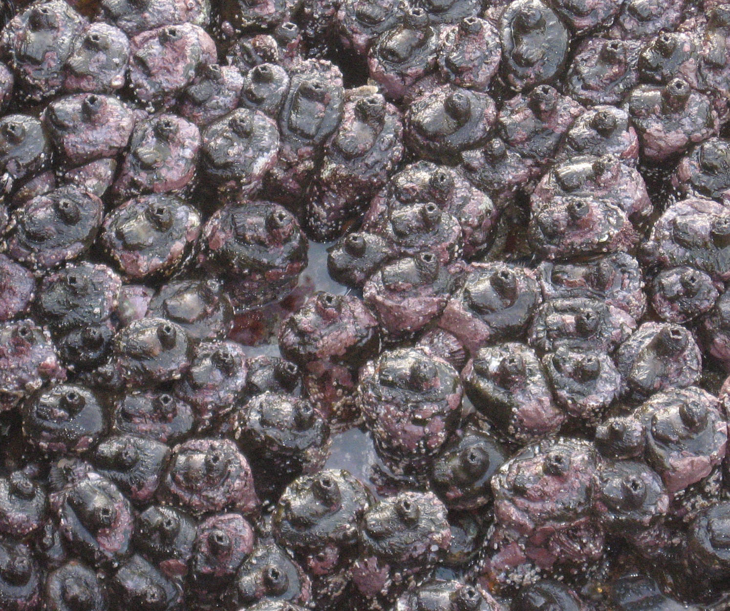 pyura_stolonifera_field.jpg