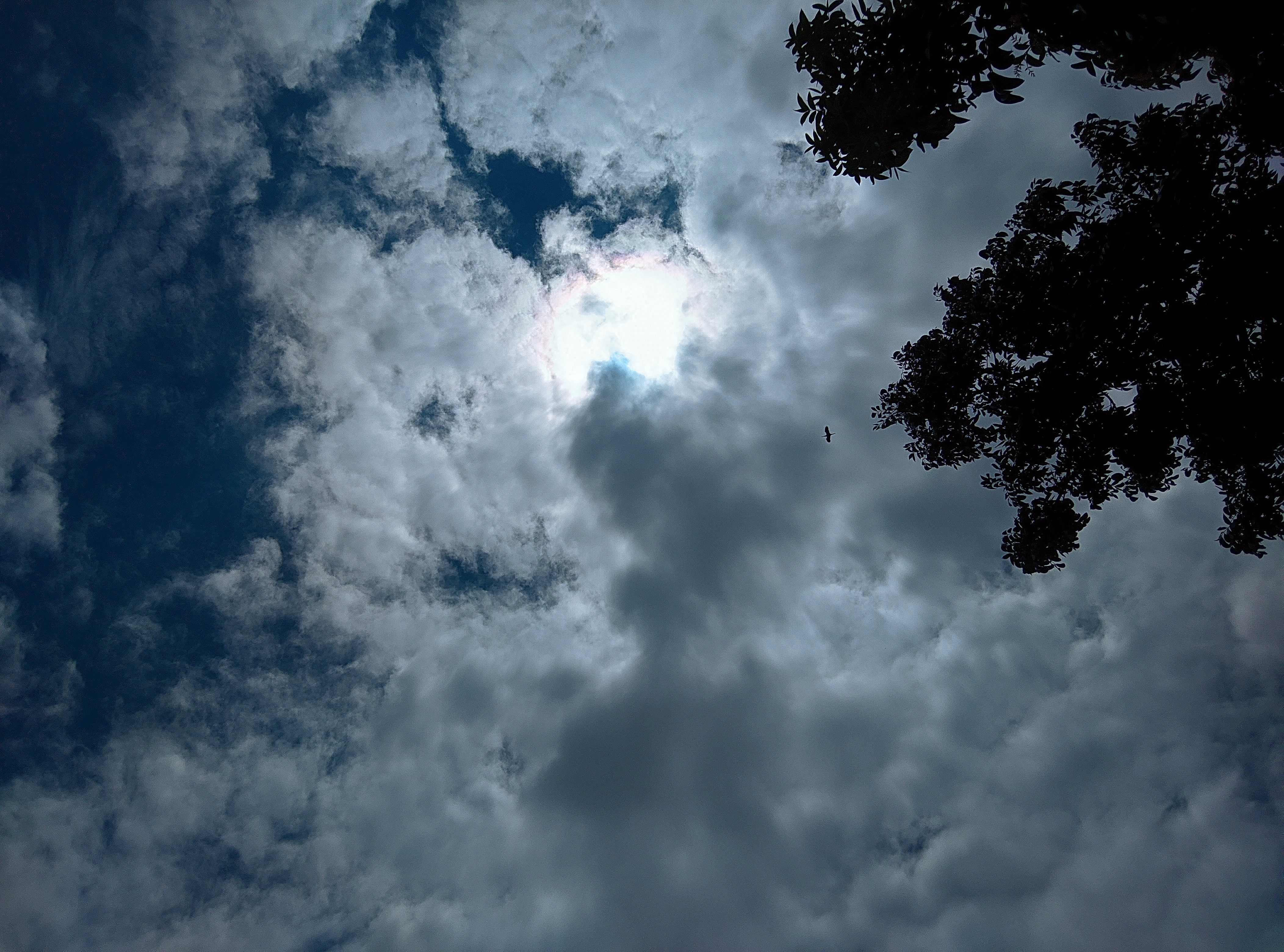 Phone model: Vivo Y20 V2027, Date &Time-August 11, 2022, 12:03pm, Shot: Tr-cam Comfig Xml- Sunset by Rayan.xml