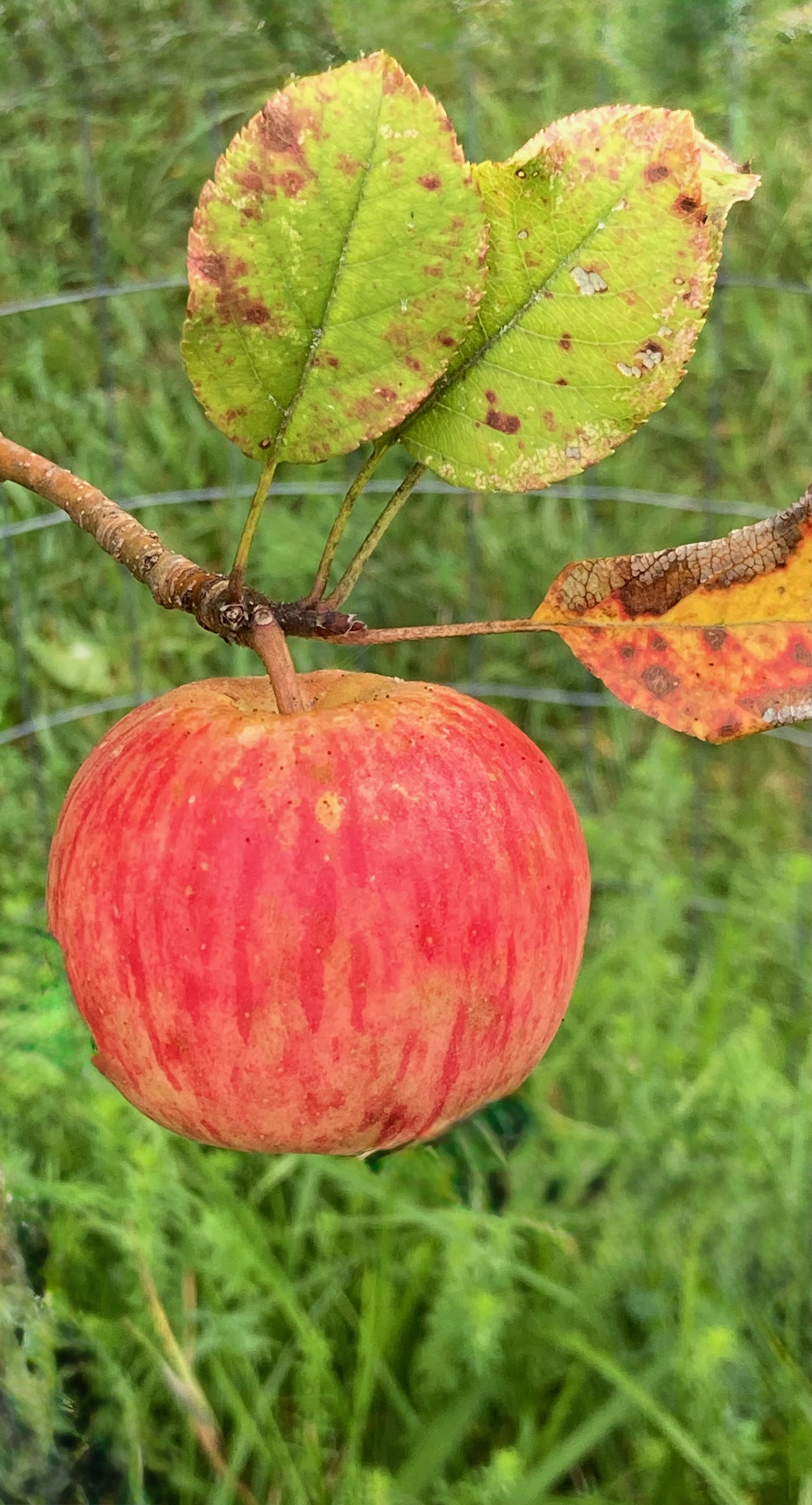 Crimson Topaz on tree
