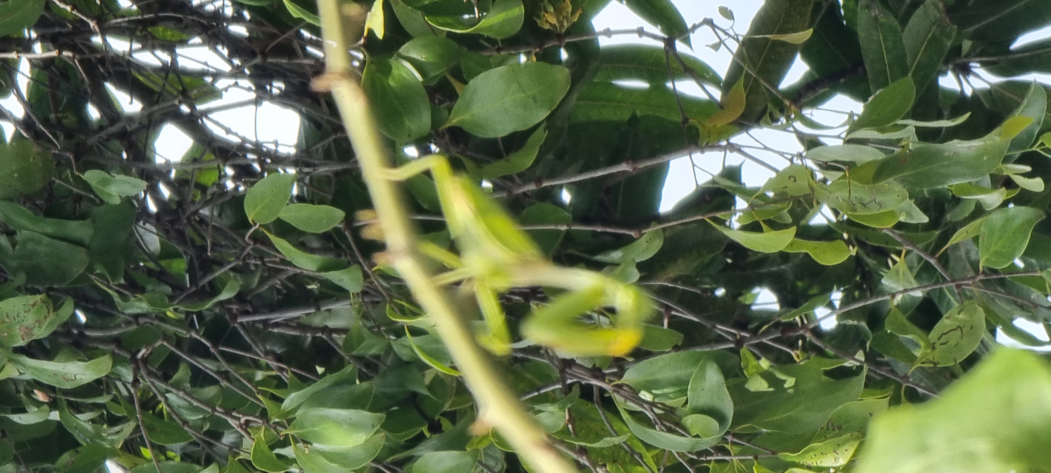 img_0.3768619009431814.jpg