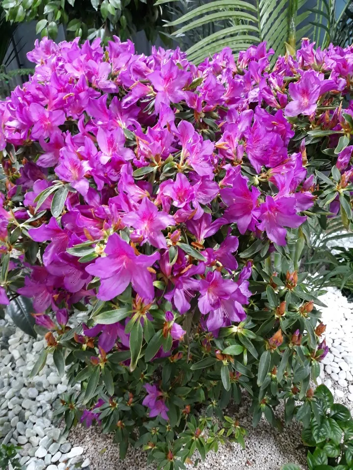 KakaoTalk_20190227_081136242.jpg