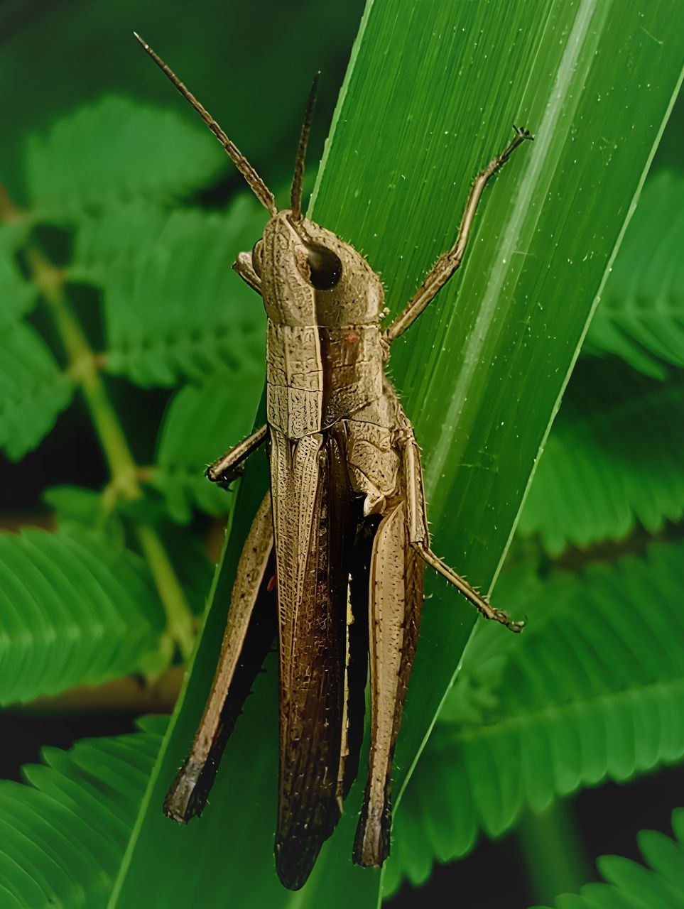 PhotoFeed Contest - Wildlife Photography Round 156: Brown Grasshopper