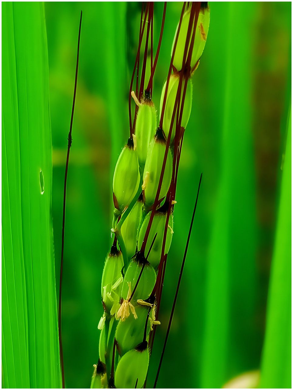 📷 Photofeed Contest - Macro Photography: Round 154 - Rice Grains