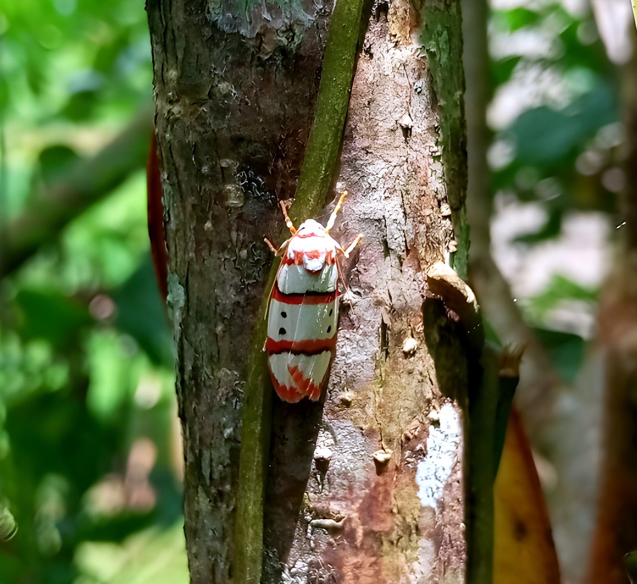 PhotoFeed Contest - Wildlife Photography Round 148: Beautiful Little Butterfly