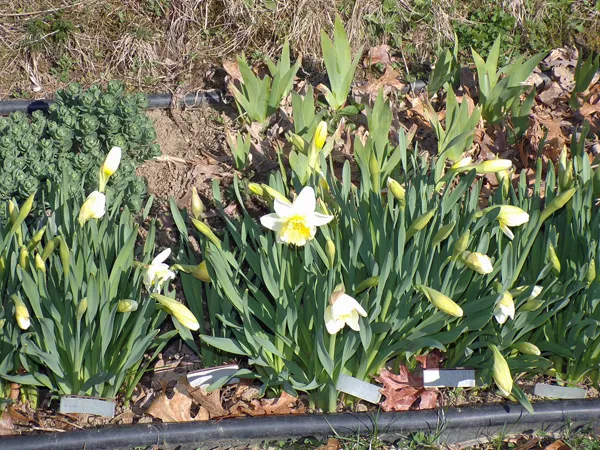 3rd Fence - daffs crop April 2020.jpg