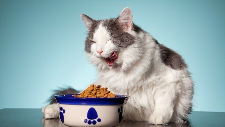 feline-eating-disorders-4.jpg