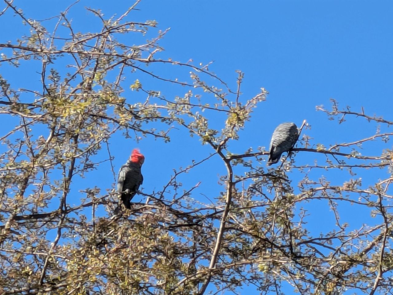 I saw Gang Gang Cockatoos!!