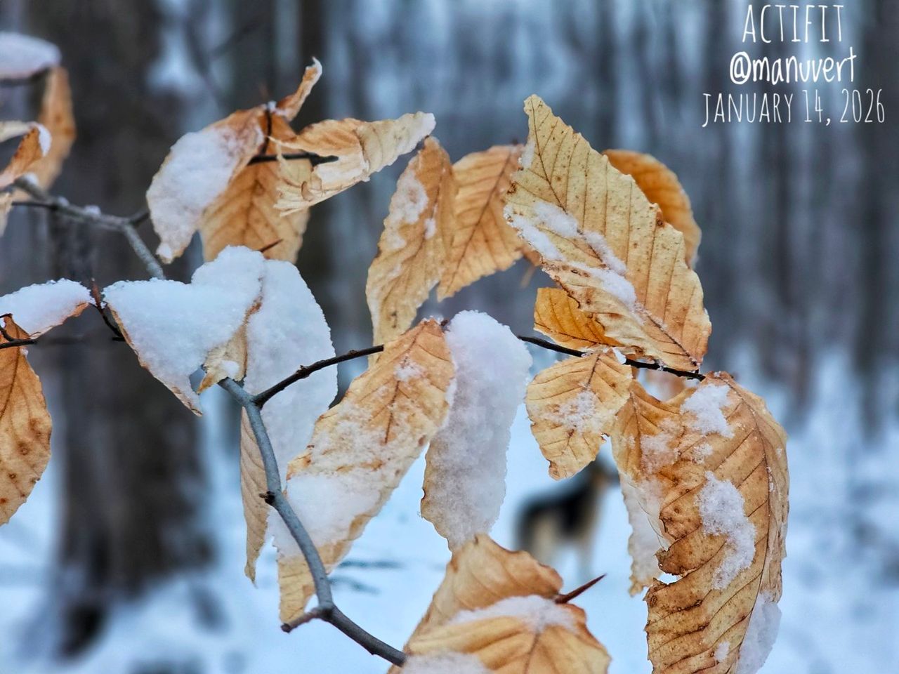 Snow! - My Actifit Report Card: January 14 2026
