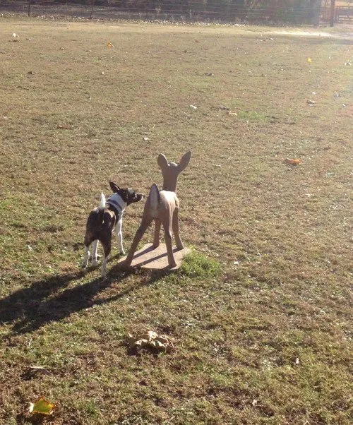 dogdeerfriendsc436e.md.jpg