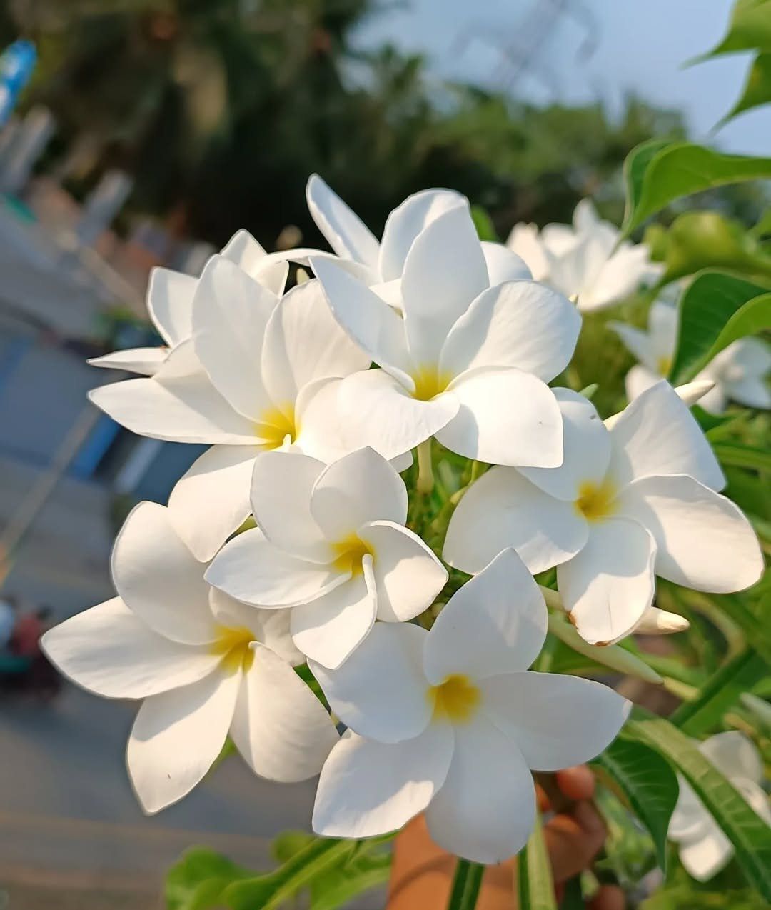 White Colour Plumeria Pudica Flower