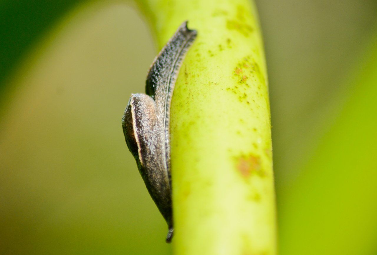 A Black Slug (Pulmonata)