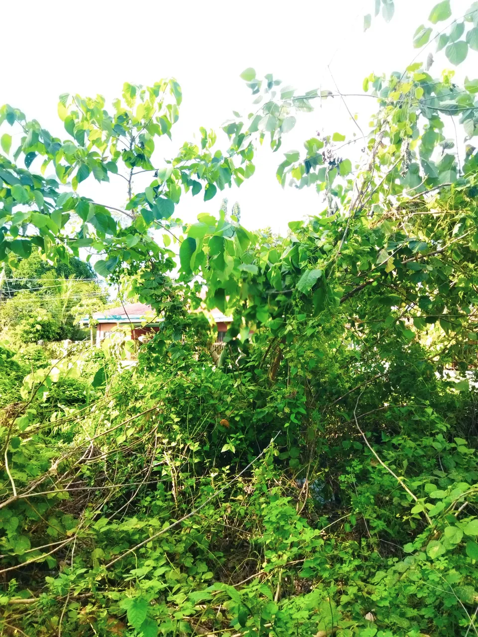 8b.jpg
