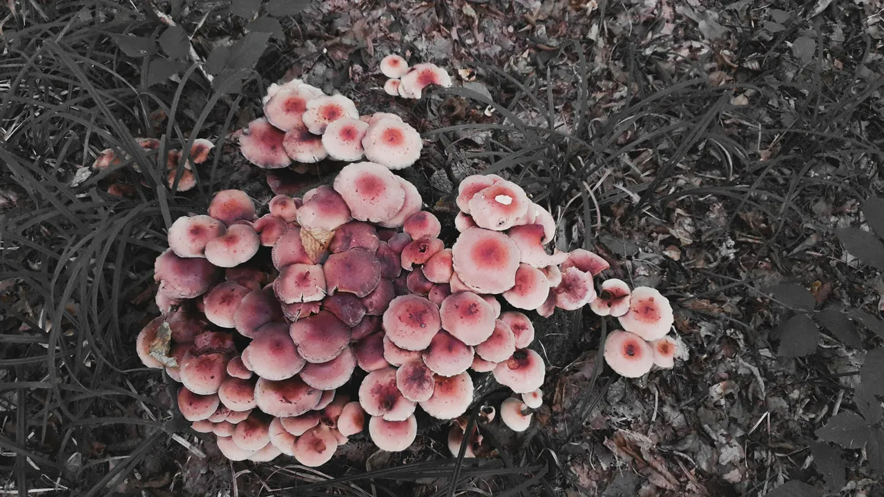 PSX_20201106_125804.jpg