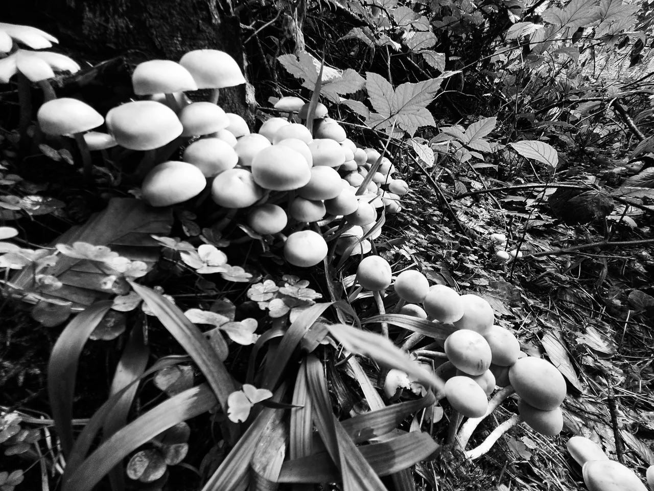 PSX_20201107_131256.jpg