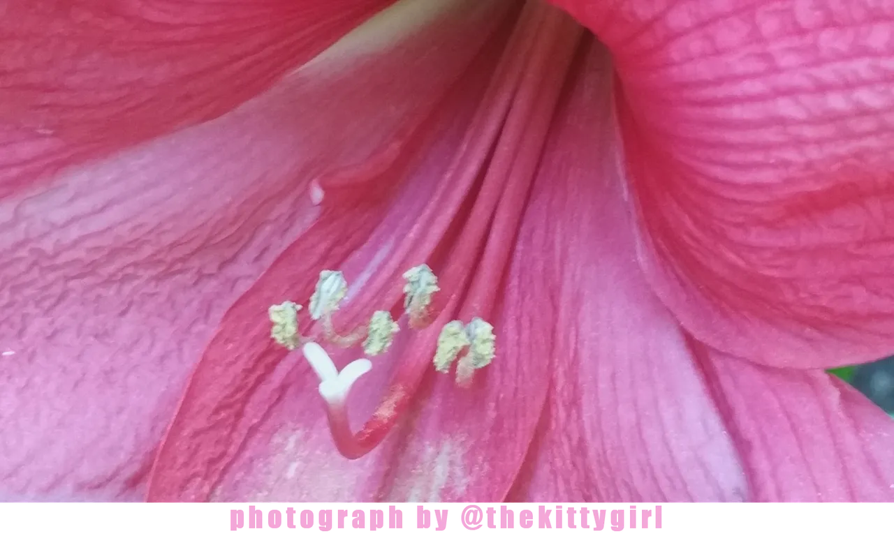 Amaryllis4.png