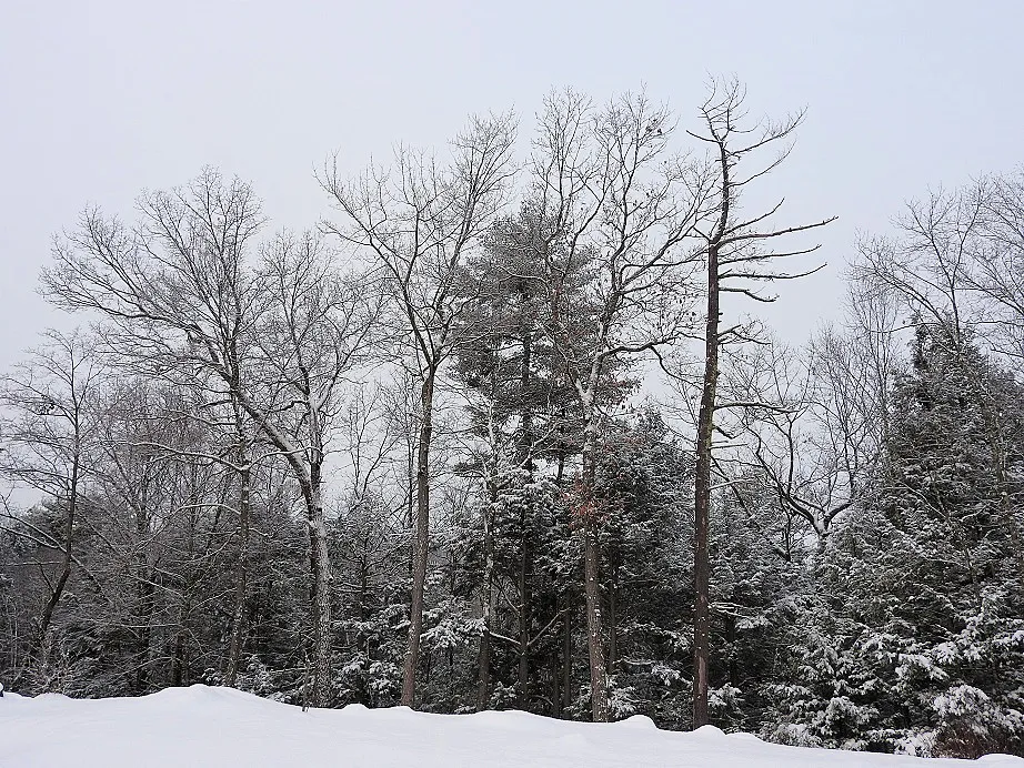 Snowy Solstice Trees