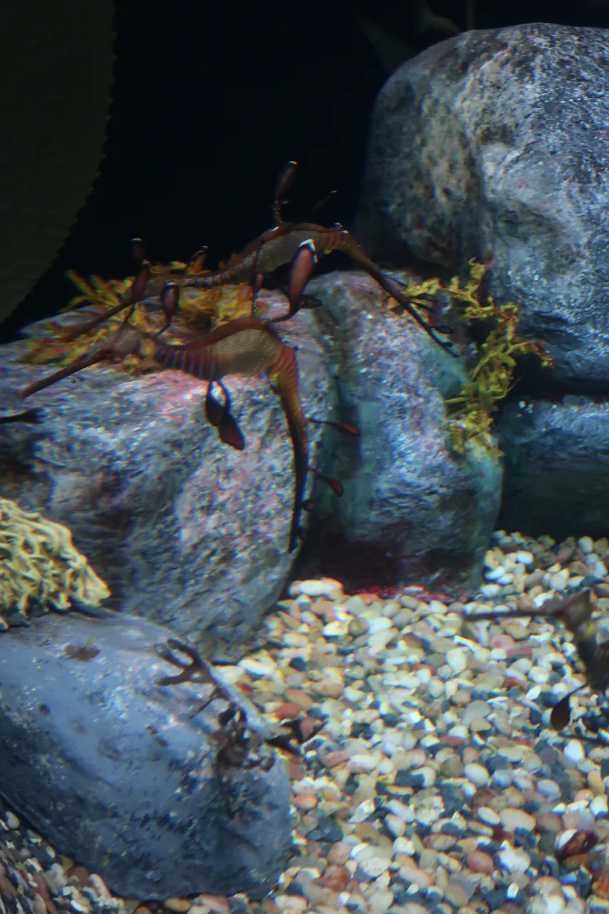 Dragon Seahorses The Tennessee Aquarium in Chattanooga.JPG