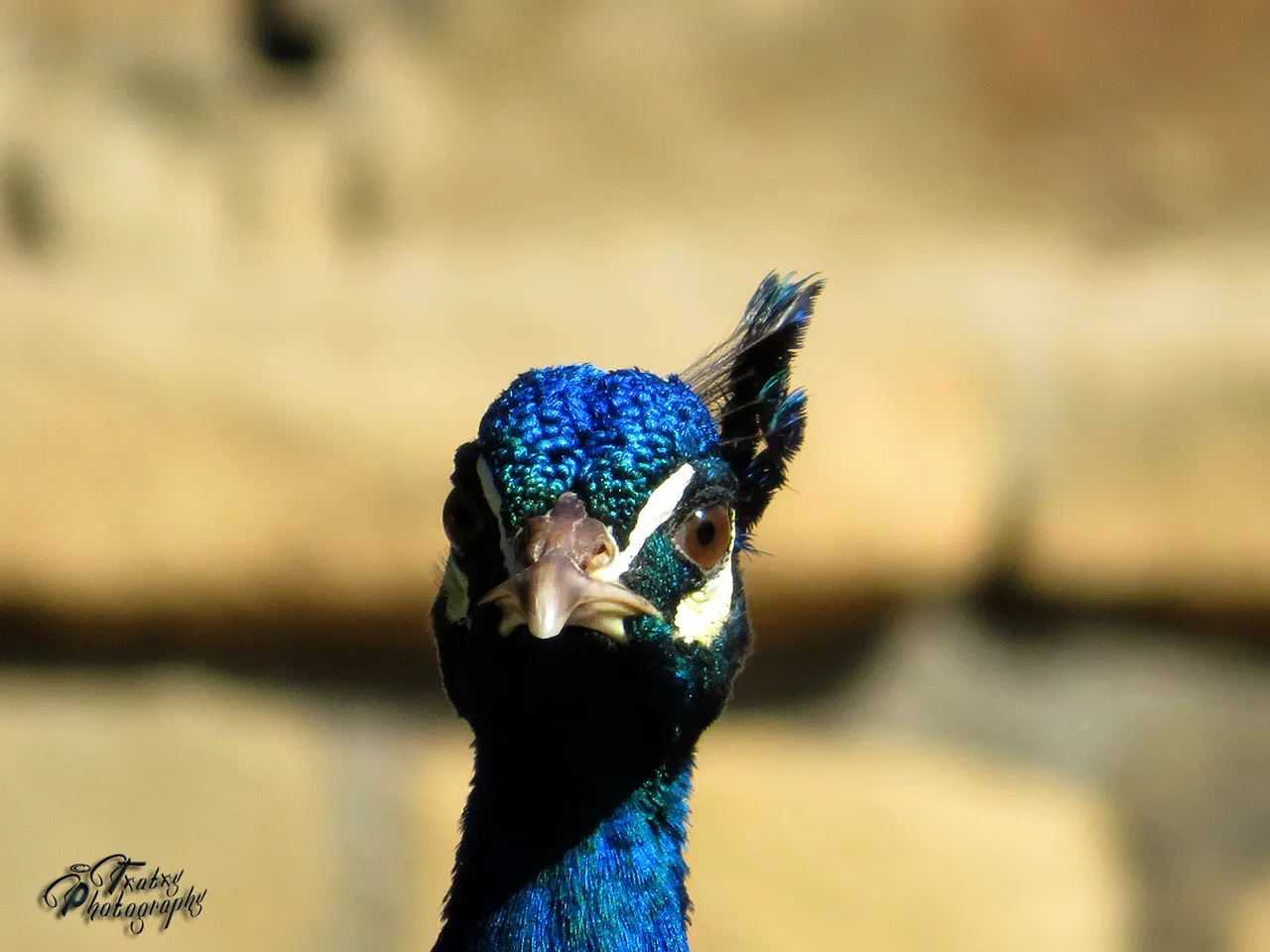 IMG_1734 copia.jpg