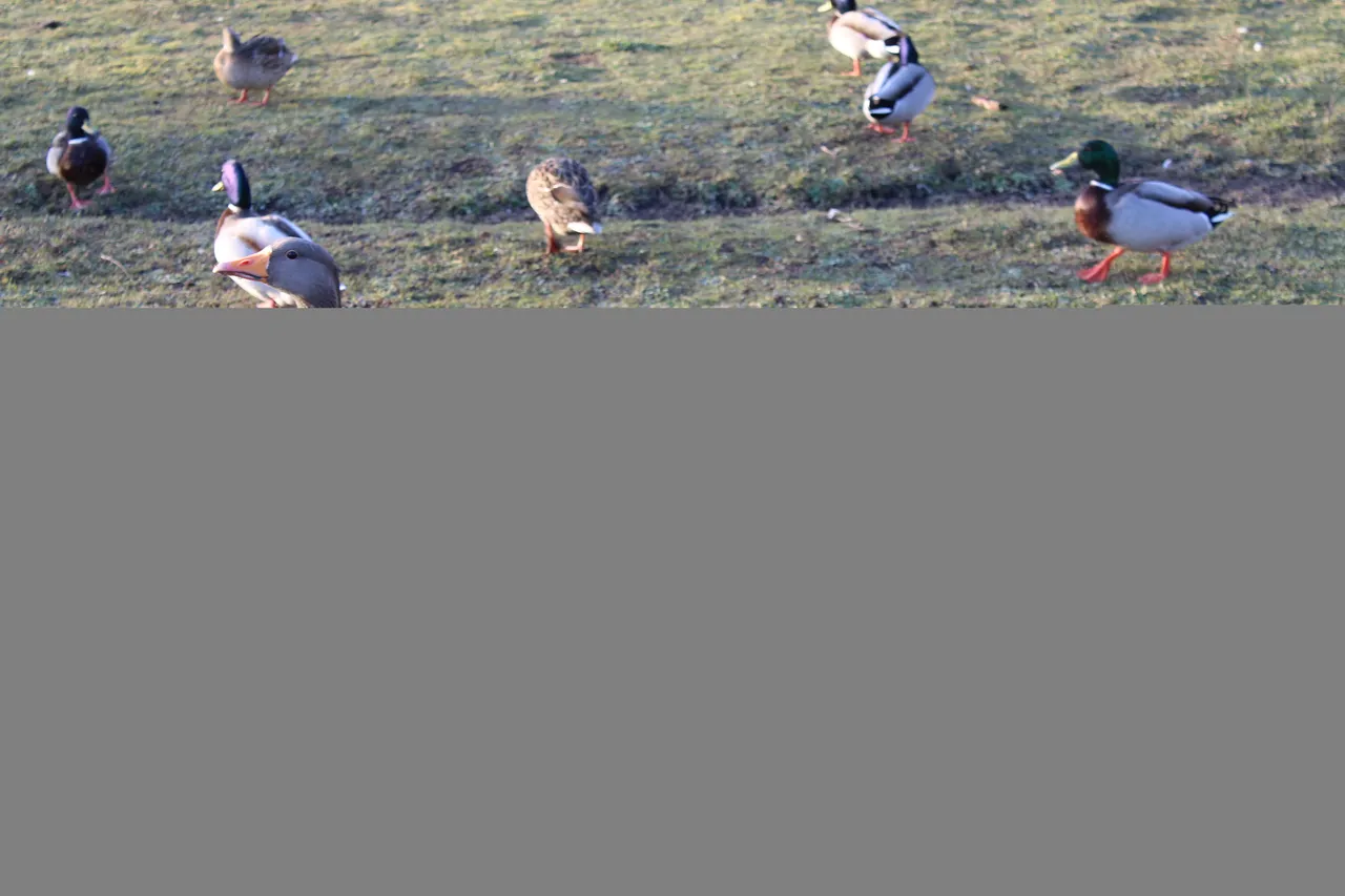 patos marrones.JPG