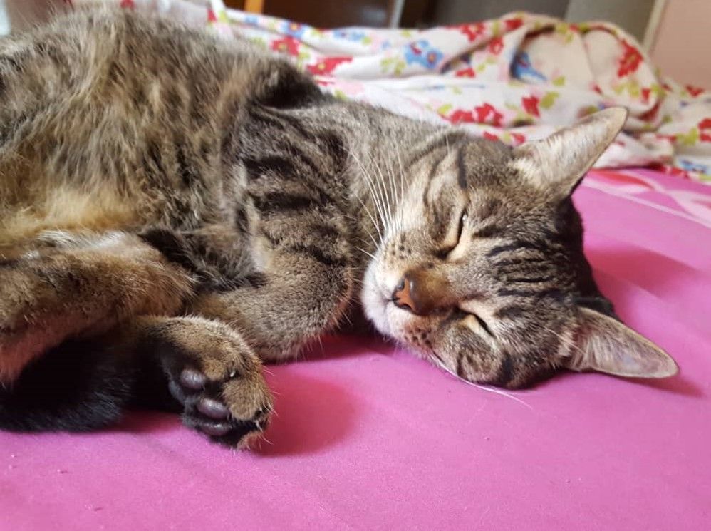 mimi dormido 3.jpg