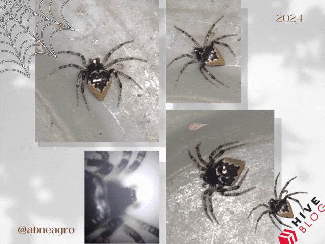 Araña portada.gif