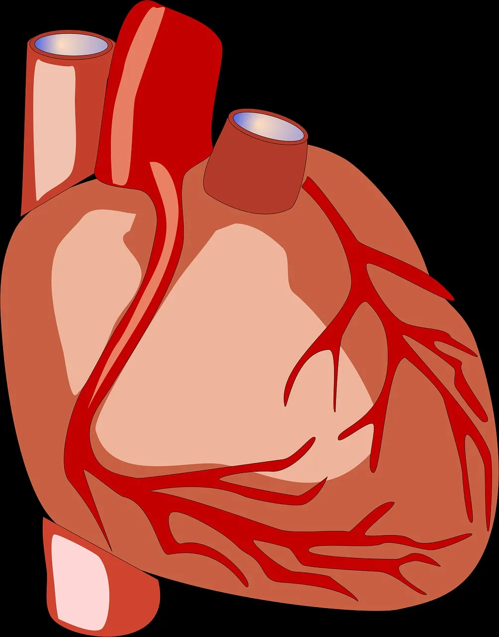 humanhearthigh.jpg