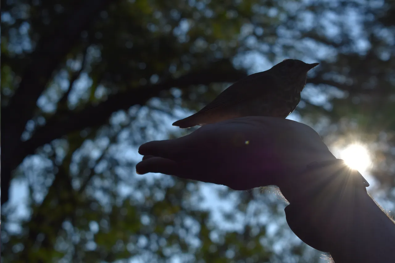 bird_in_hand3.jpg