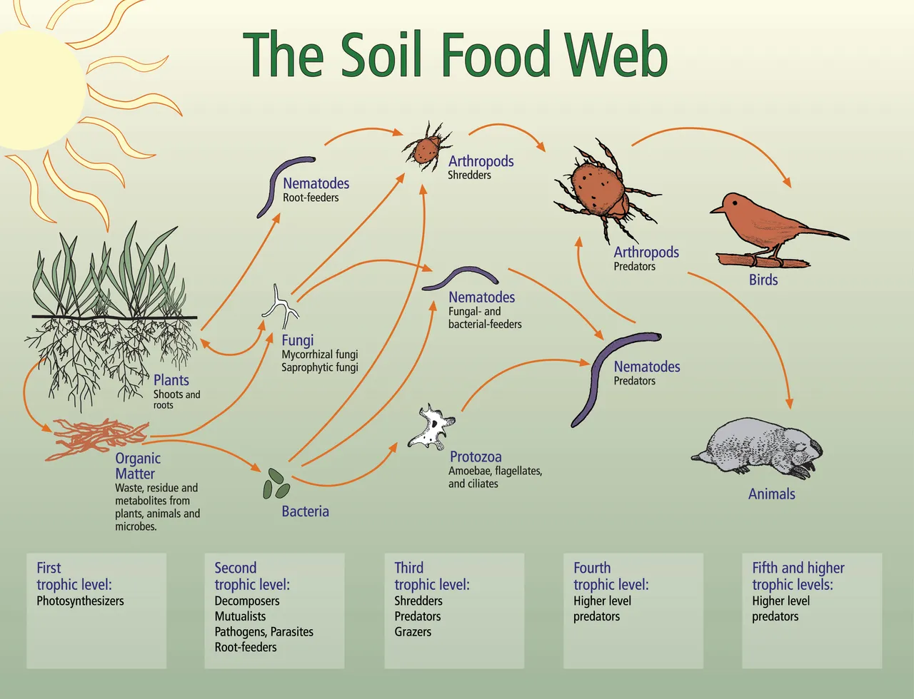 soil_food_web.jpg