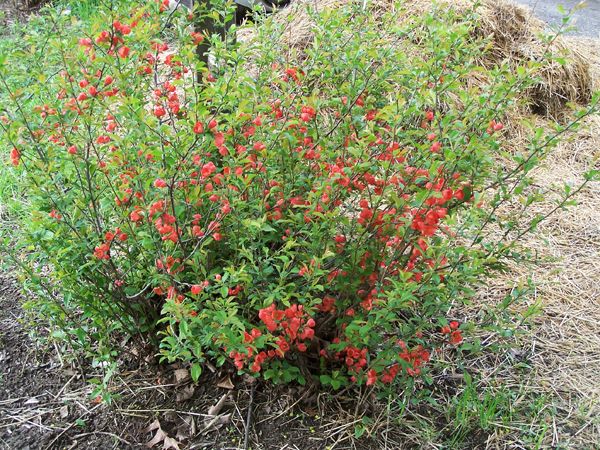 Quince crop May 2019.jpg
