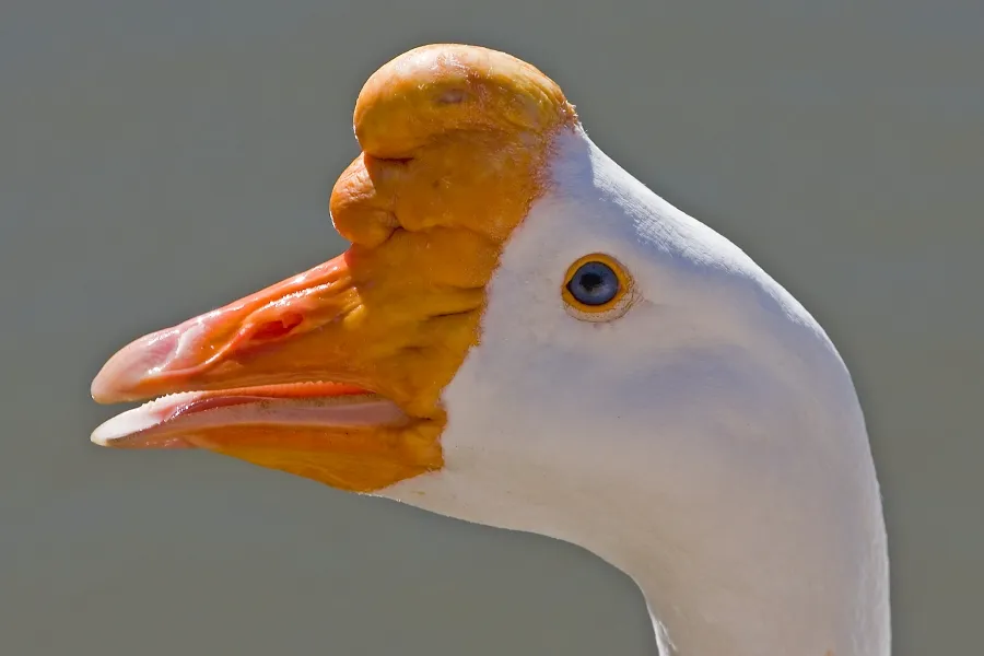 ..Chinese Swan Goose.jpg