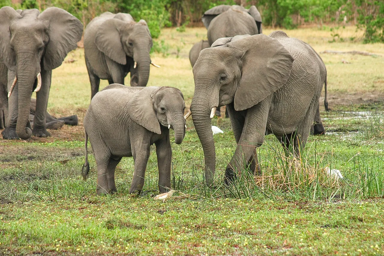 elephants-g49ca005a7_1920.jpg