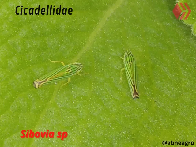 Automeris cf. jucunda (6).png
