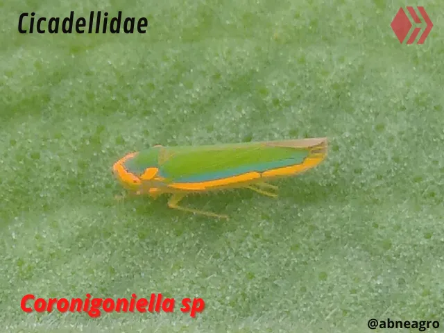 Automeris cf. jucunda (2).png