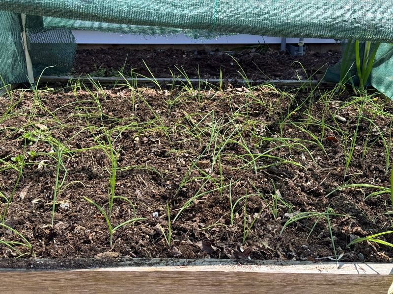 hivegarden-planting-onion.jpg