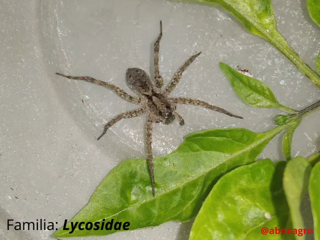 Automeris cf. jucunda (1).png