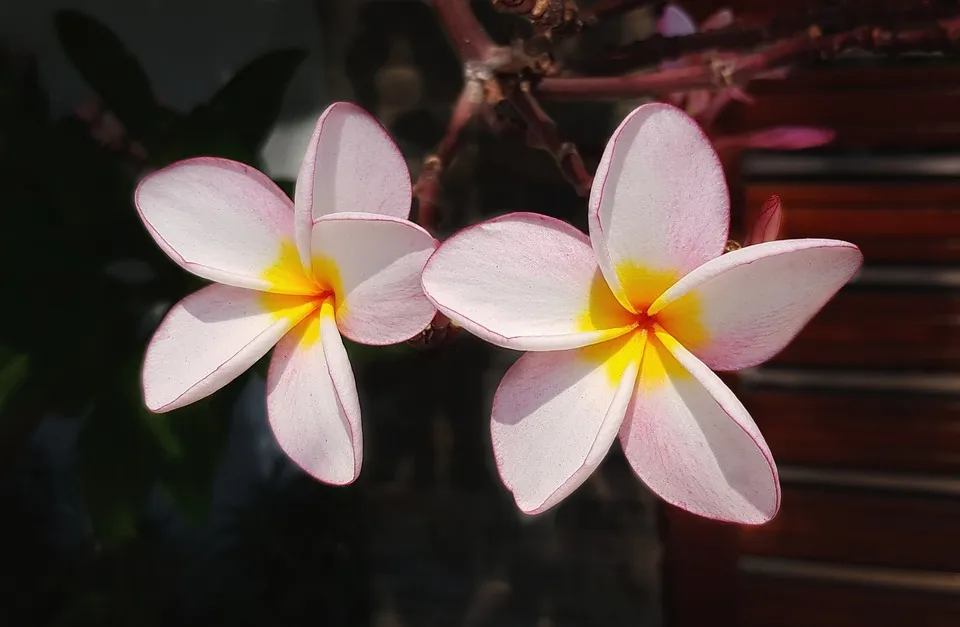 plumeria-3213187_960_720.jpg