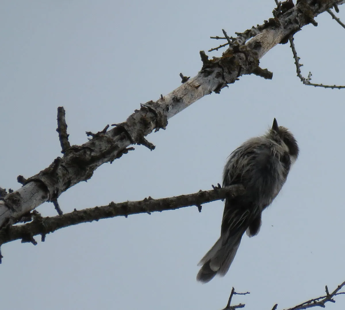 Grey Jay sitting on tip of dead spuce branch.JPG