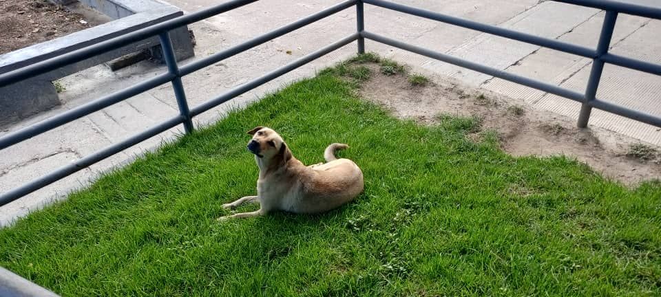 Concurso de Big Dog Bone el Reto Perruno Semanal.  #01 / Big Dog Bone Contest the Weekly Doggy Challenge #01. 3 ganadores cada miércoles. / 3 winners every Wednesday