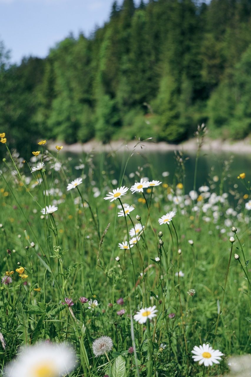 studio_lichtfang-meadow-9634160_1920.jpg