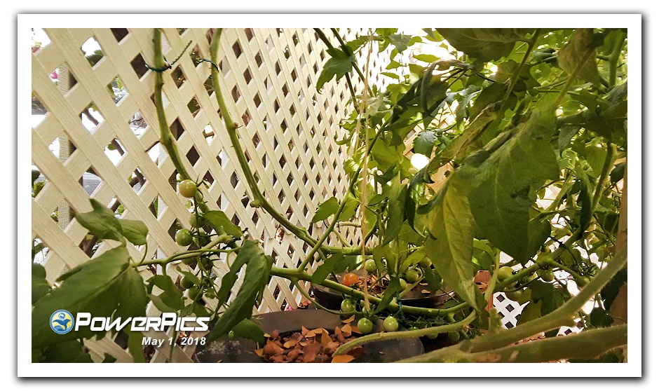 Garden-Update-05012018-06-PowerPics.png