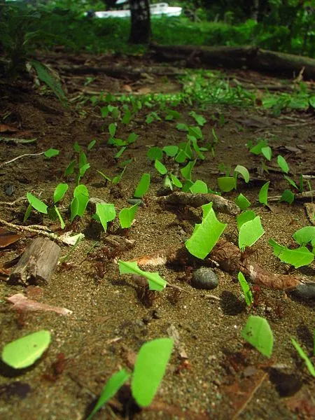 Leafcutter_ants_transporting_leaves.jpg