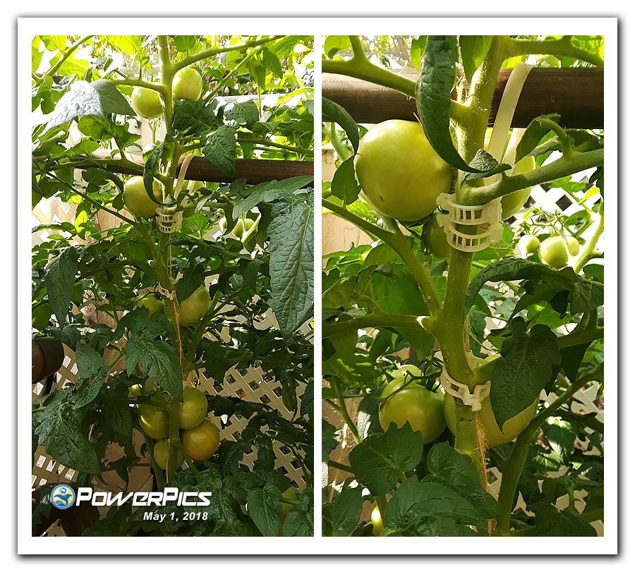 Garden-Update-05012018-04-PowerPics.png
