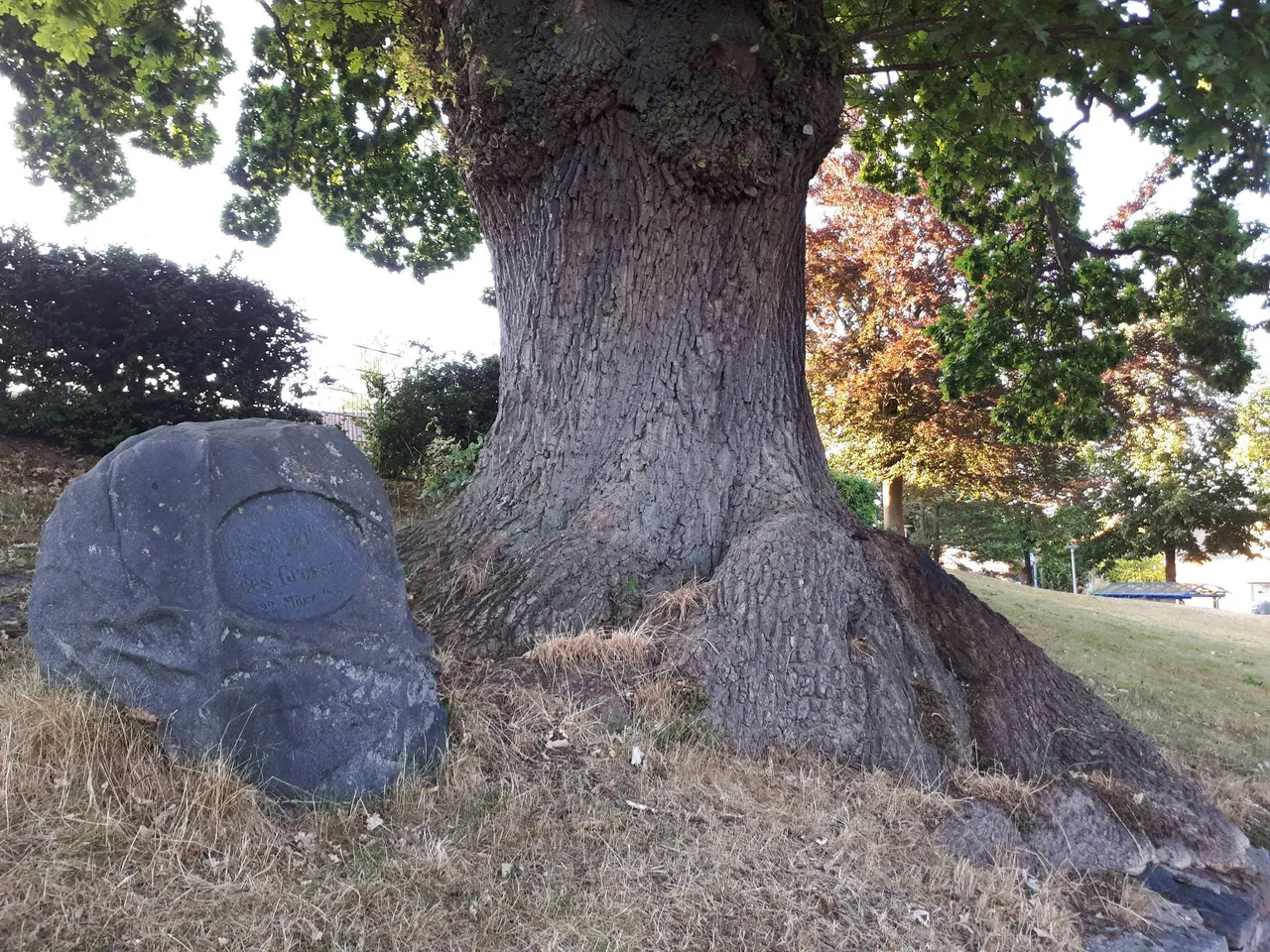 Stein am Baum
