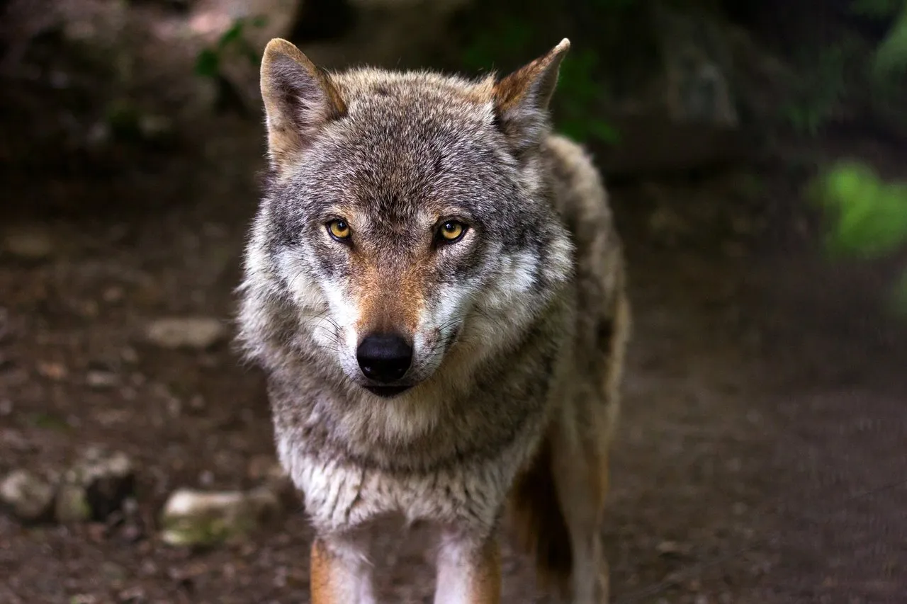 der Wolf