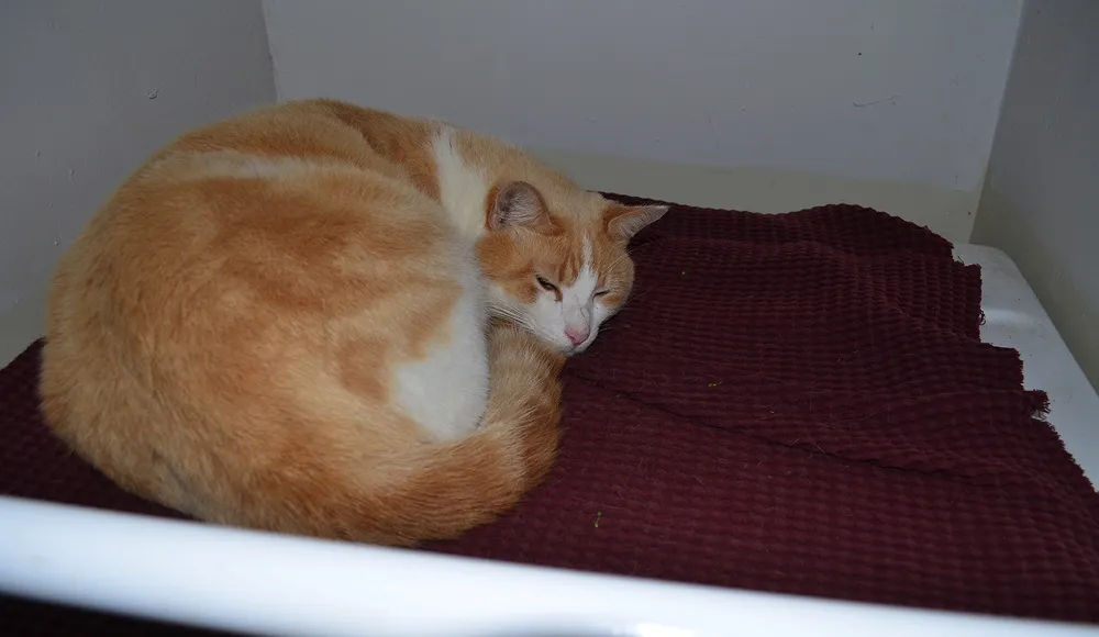 honeyboy-at-sheebas-dryer-space-04-05-2013.jpg