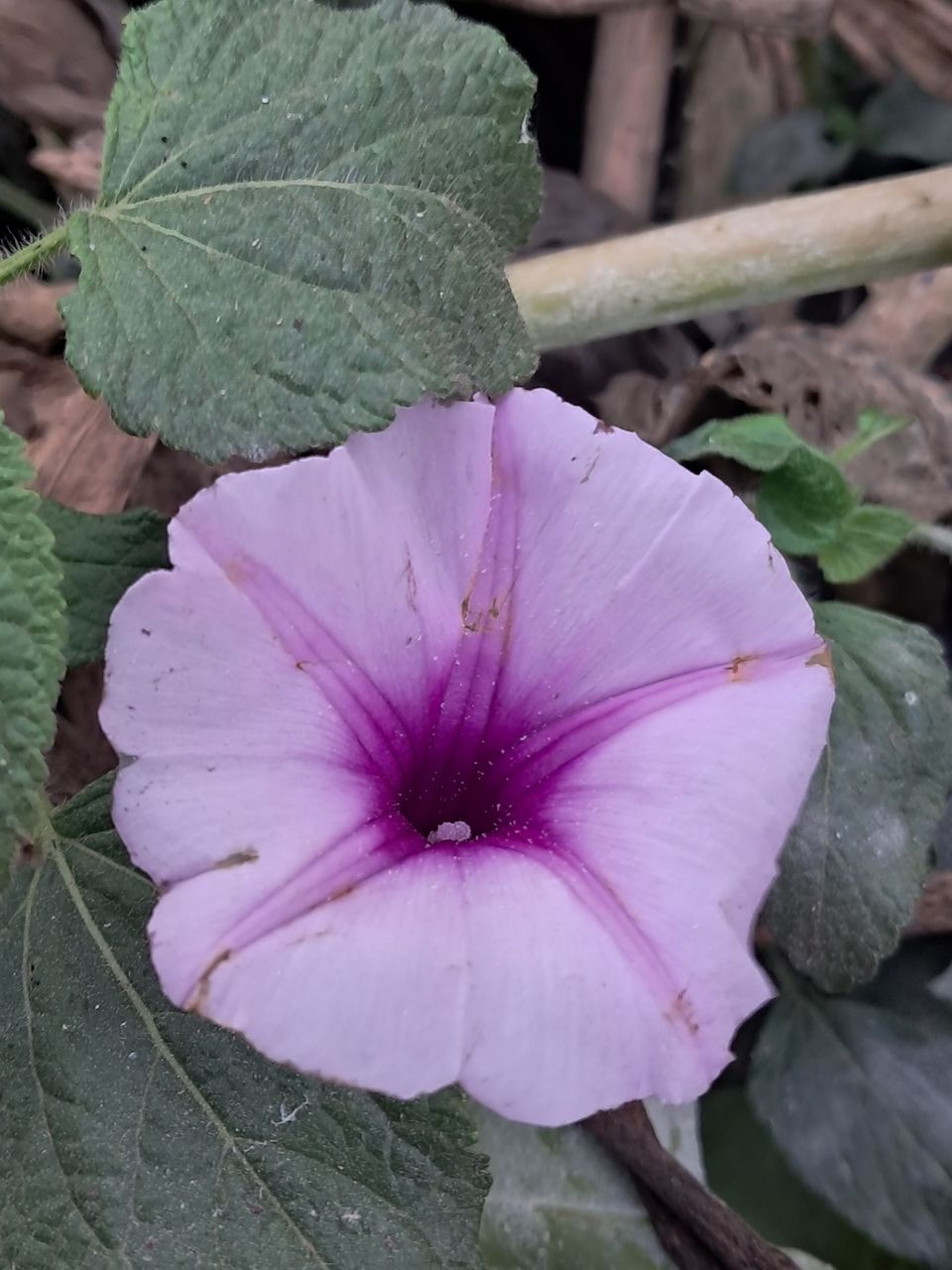Morning-Glories