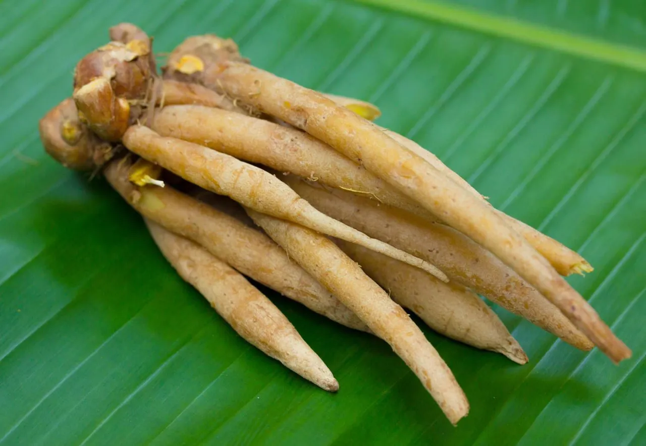 Fingerroot1.jpg