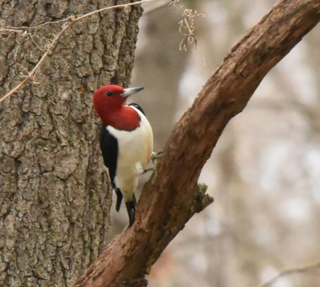 RHWO_6690 2022-04-29 Scott County Park.JPG